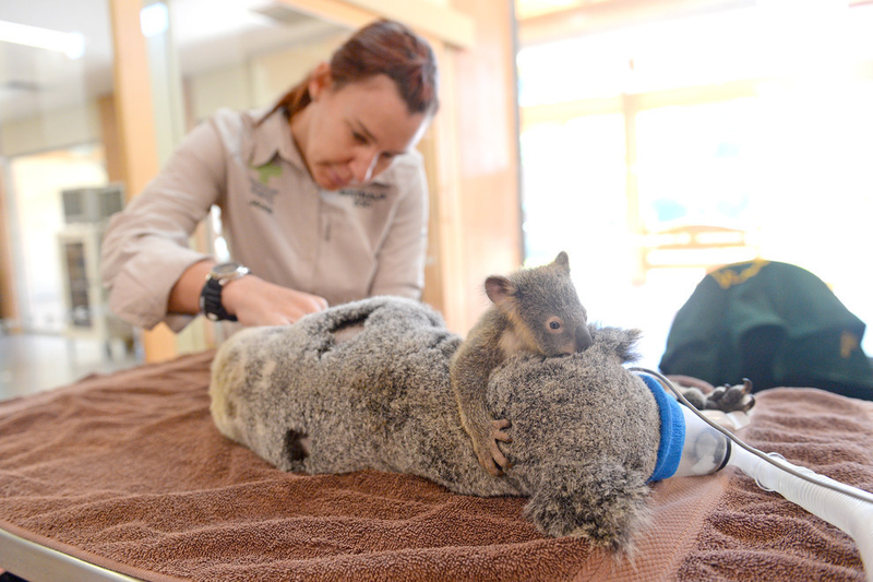 Illustration for article titled Touching Photos Show A Baby Koala Clinging To Mom While She Has Surgery